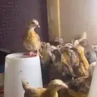 صوص بلدي للبيع