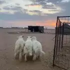 خرفان مغلقه