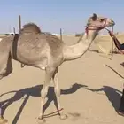 بكره اصيل للبيع