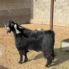 فحل. تم البيع