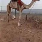 قعود ركبي مودب مشروط