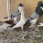للبيع زوج نفاخ ابو هلال