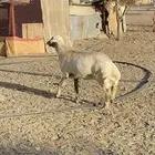 رخل زبده شحم وطرف