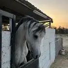 خيل