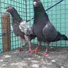 للبيع زوج كمنغر