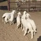 بهم حري نظيف ربو و اطراف كفو و الشعره كفو