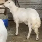 طلي خروف حرش مشروط