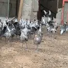 دجاج فيومي