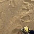 كروان مفقود بحي المزروعيه