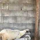 نعجه تحتها فرير الصحه شرط