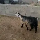 عنز