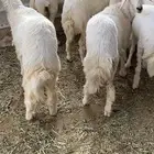 رخال حريات ذبايح