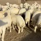 للبيع طليان العدد 42