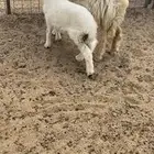 ثنيه خلفه تحتها طلي