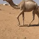 بكره رمانيه