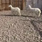 رخال نضيفه عمارها 5 شهور