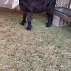 جفره عارضيه طيبه