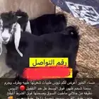 للبيع تيوس بريه نظيفه ذبايح طيبه