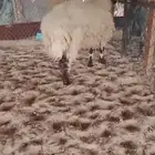 خروف جذع فل مغلق.