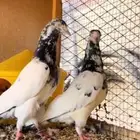 جوز حمام بكستاني