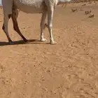 ضريبه