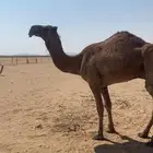 ناقة كفو ضالع