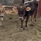 بقر الماني لي البيع على السوم