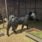 تيس فحل ثني