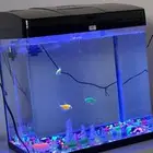 حوض سمك للبيع