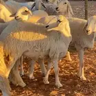 للبيع حريات صغار سن دفيع حرش