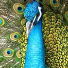 للبيع جوز طاوس هندي منتج