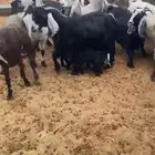 للبيع المعزاء العددد 14