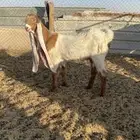 جفره هولنديه