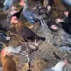 دجاج مشكل