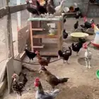 دجاج و وز و ديكه بلديه
