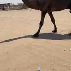 فحل املح كفو سنه ثني اصله على ولد هداج بن حمدان وعلى جميع ا