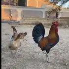 دجاج بلدي للبيع