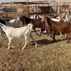 معزا مشاريك فواخر