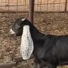 تيس عمر شهرين مستقبل فحل