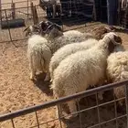خرفان جبره