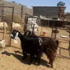 عنزين دفع منوه القناي للبيع