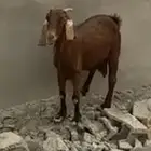 عنز حايل شحم