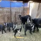 معزا ولد 8 معها 14