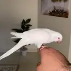 ببغاء كويكر البينو ( تم البيع )