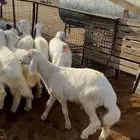 تم البيع