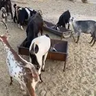 معزا للبيع