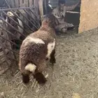 طلي نعيمي فل شحم