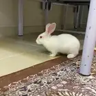 ارنب فرنسي للتبني