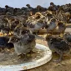 صوص دجاج فيومي