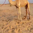 للبيع بكره طيبه